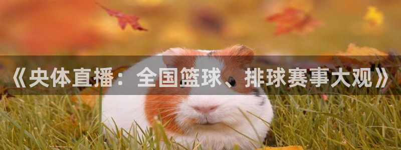 《央体直播：全国篮球、排球赛事大观》