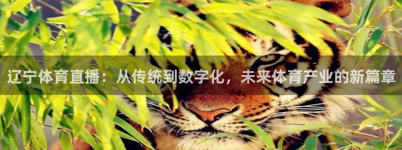 辽宁体育直播：从传统到数字化，未来体育产业的新篇章